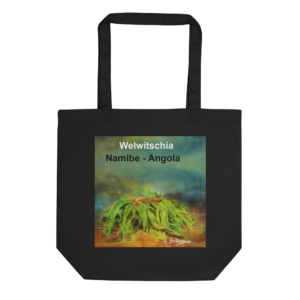 Sacola Orgânica  Welwitschia Namibe Angola — Coleção Belaqua